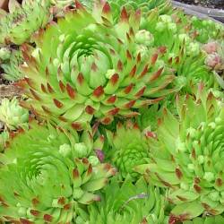 Sempervivum - Dachwurz - Hauswurz